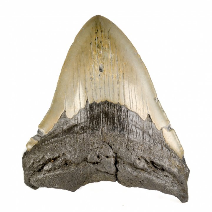 Dinte megalodon - Nature Gallery